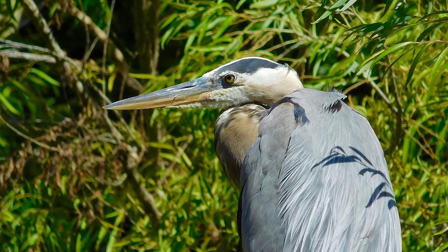 Great Blue Heron 3 Photograph by Dan Miller