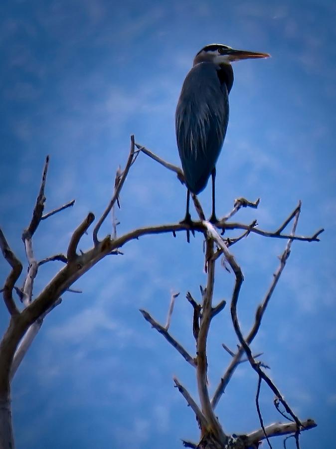Great Blue Heron 3 Photograph by Judy Kennedy