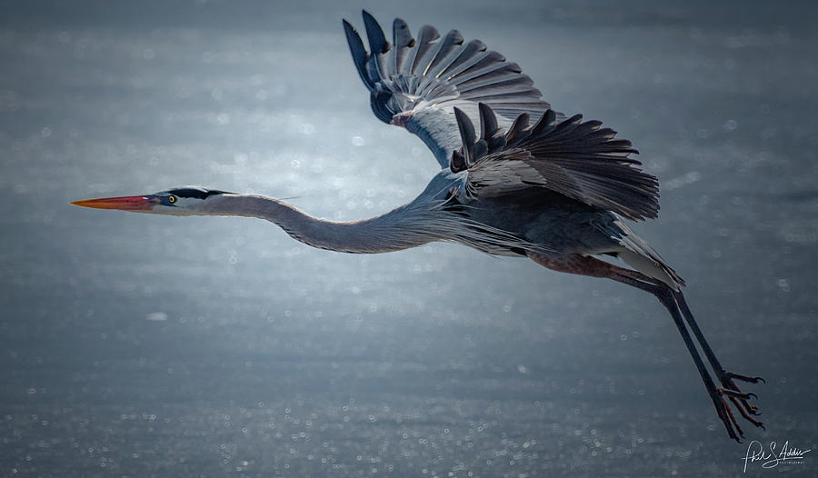 Great Blue Heron 3 Photograph by Phil S Addis