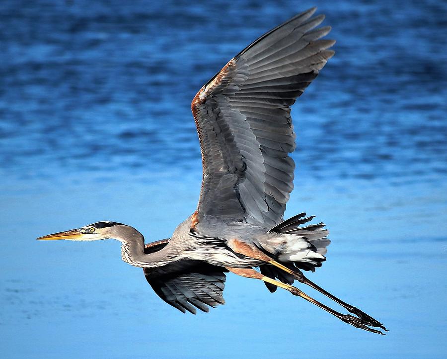 Feather Photograph - Great Blue Heron Airborne by Barbara Chichester
