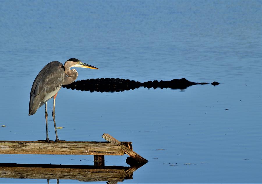 Great Blue Heron and American Alligator Photograph by Warren Thompson