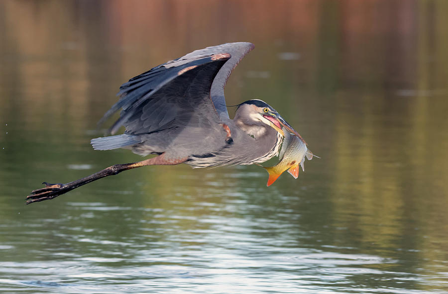 Great Blue Heron and Carp 6910-103018-1cr Photograph by Tam Ryan