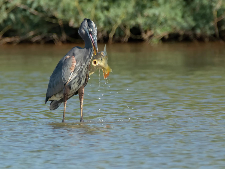 Great Blue Heron and Fish 3505-100818-1cr Photograph by Tam Ryan