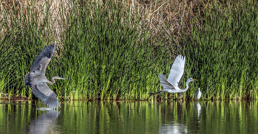 Great Blue Heron and Great Egret Chase 9004-122918-1 Photograph by Tam Ryan