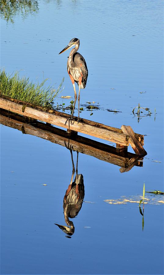 Great Blue Heron and Reflection  Photograph by Warren Thompson
