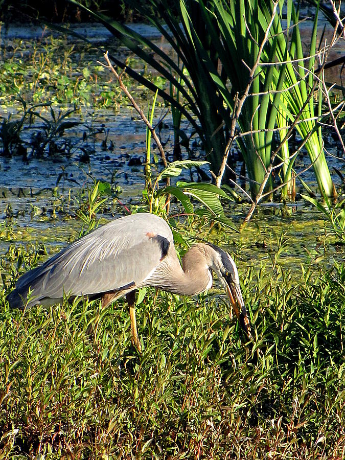 Great Blue Heron and Snake 001 Photograph by Christopher Mercer | Fine ...