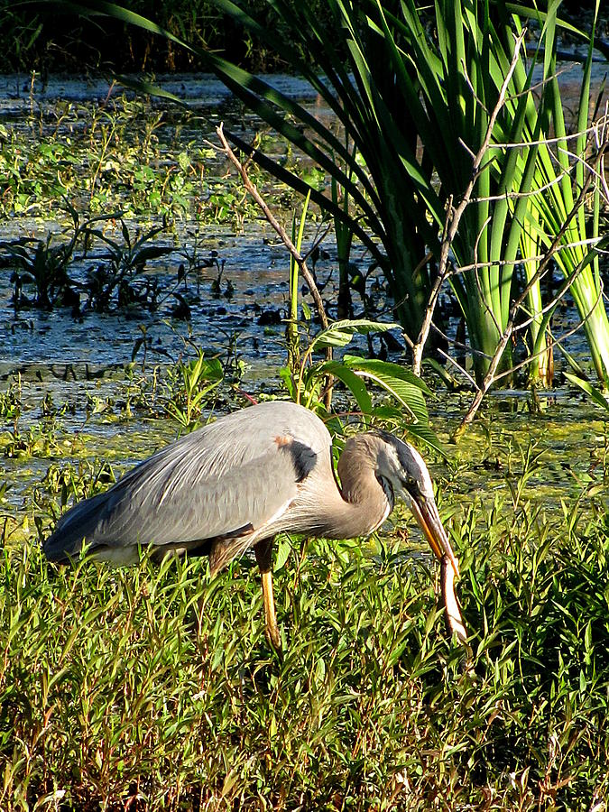 Great Blue Heron and Snake 002 Photograph by Christopher Mercer - Fine ...