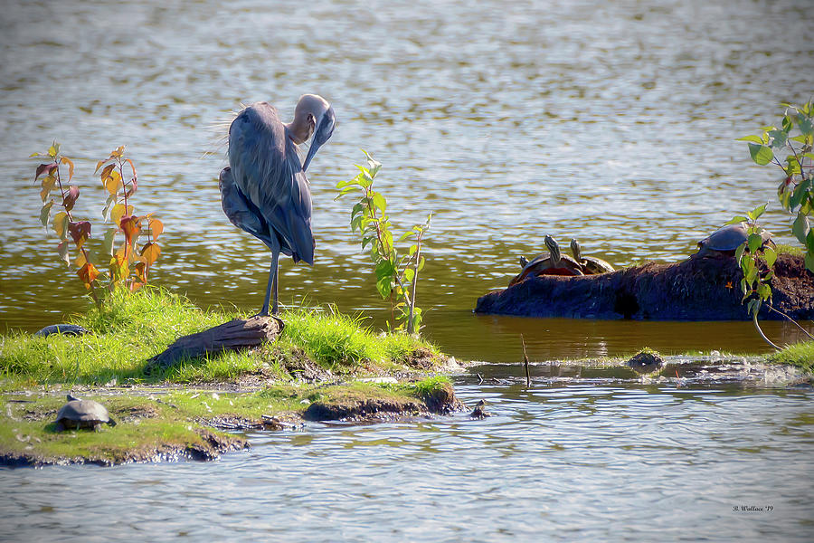 Great Blue Heron And Turtles Photograph by Brian Wallace