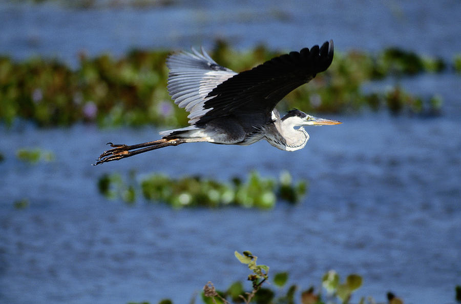 Great Blue Heron Ardea Herodias In Photograph by Art Wolfe Great Blue Heron Ardea Herodias In Photograph by Art Wolfe