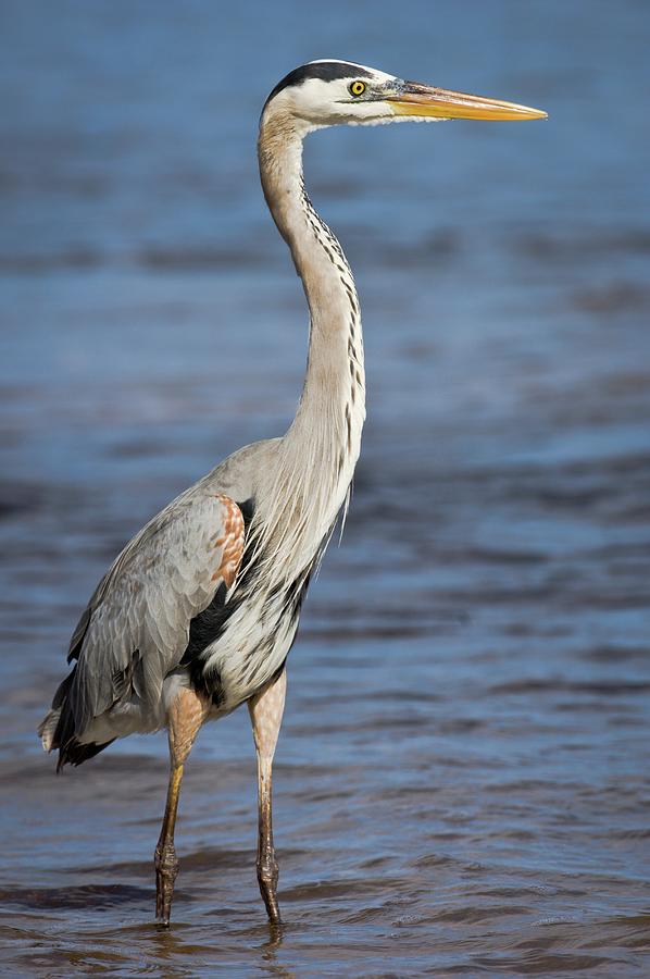 Great Blue Heron (ardea Herodias) Photograph By Nick Garbutt - Fine Art 