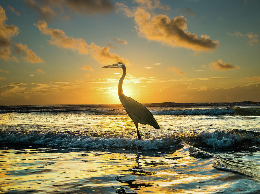 Great Blue Heron Photograph - Great Blue Heron at Cocoa Beach by Jason Sponseller Great Blue Heron Photograph - Great Blue Heron at Cocoa Beach by Jason Sponseller