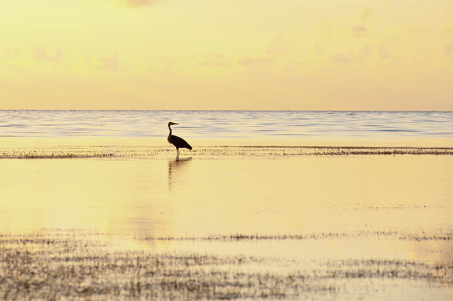 Great Blue Heron at dawn #01 Photograph by Edgar Estrada