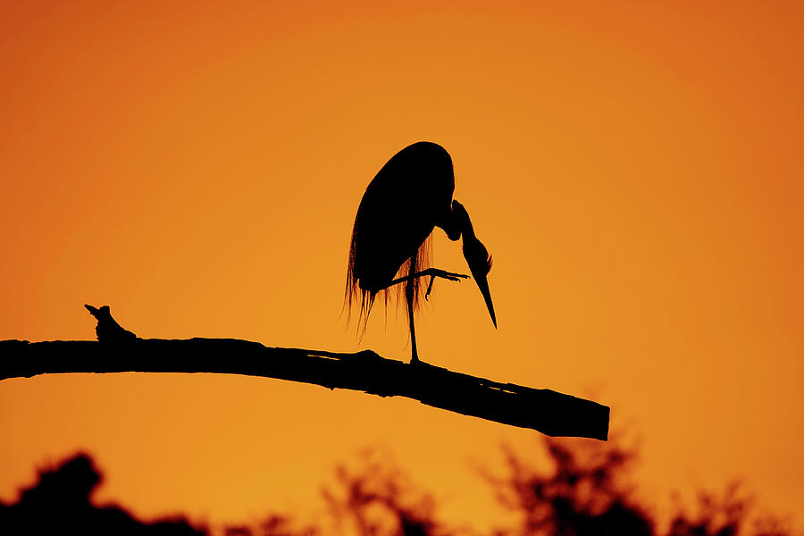 Great Blue Heron at Nightfall Photograph by Allan Einhorn - Pixels