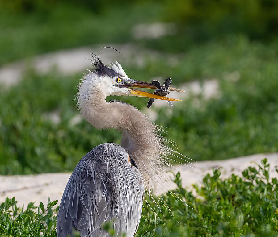 Great Blue Heron Attacking Sea Turtle Nest Photograph by Tu Qiang (john) Chen