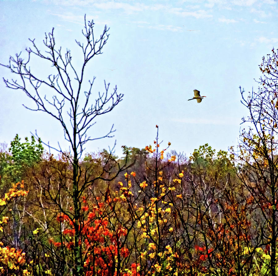 Great Blue Heron - Autumn Marsh Photograph by Steve Harrington