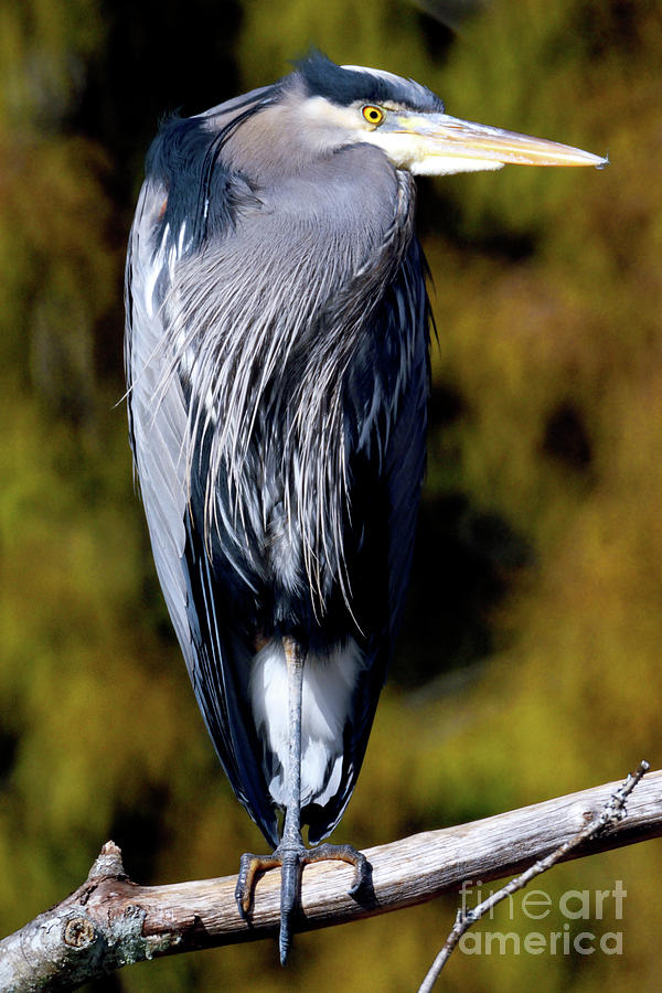 Wildlife Photograph - Great Blue Heron Balancing On Tree Branch by Terry Elniski