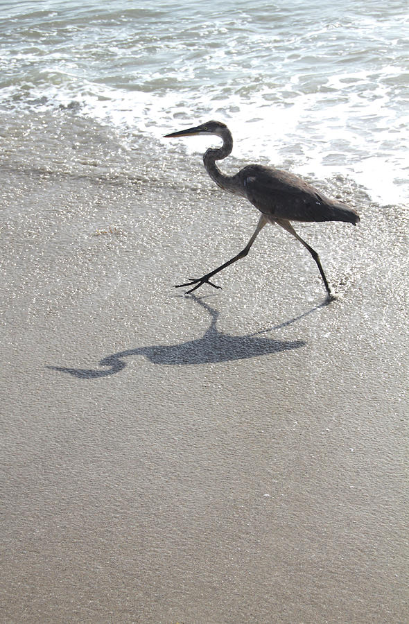 Heron Photograph - Great Blue Heron Beach 16 2 by Robert Michaud