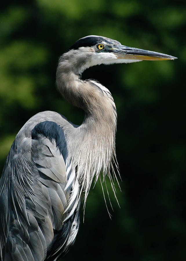 Great Blue Heron Photograph by Bill Swindaman Great Blue Heron Photograph by Bill Swindaman