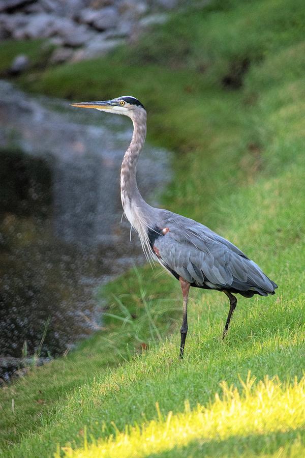 Great Blue Heron by a Pond Photograph by Mary Ann Artz