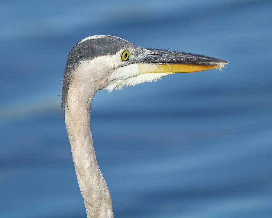 Great Blue Heron by the Water Photograph by Mark Andrew Thomas