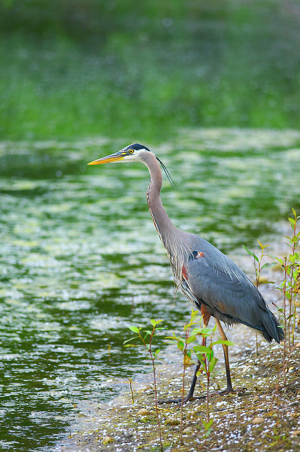 Great Blue Heron by the Waters Edge by Sharon Talson Great Blue Heron by the Waters Edge by Sharon Talson