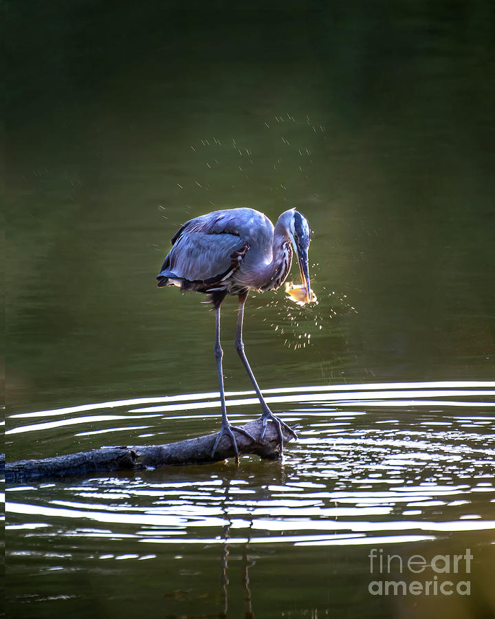 Great Blue Heron Catching a Fish on the Chesapeake Bay Photograph by Patrick Wolf