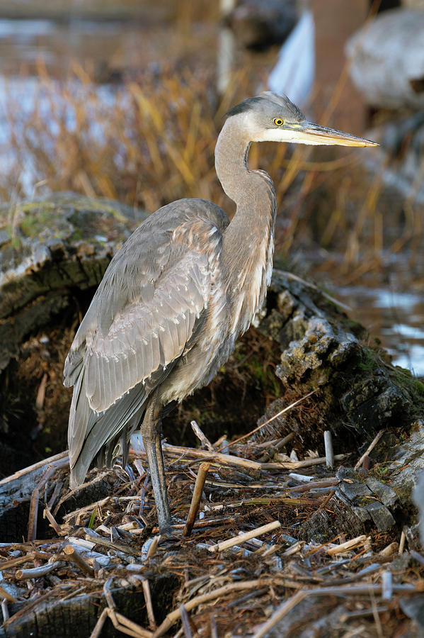 Great Blue Heron Photograph by Catherine Avilez