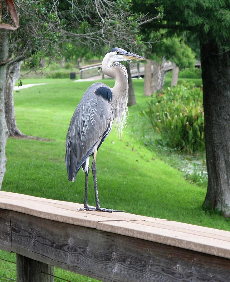 Great Blue Heron, Central Florida Photograph by Philip And Robbie Bracco