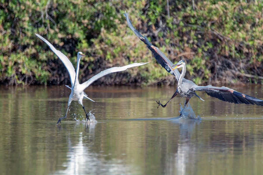 Great Blue Heron Chasing Great Egret 3568-100818-1 Photograph by Tam Ryan