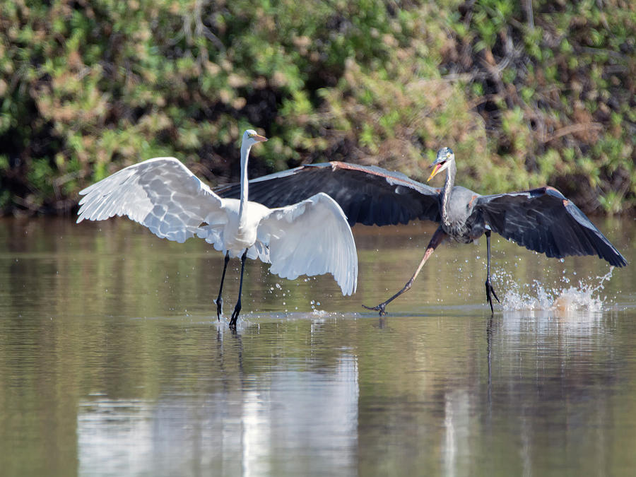 Great Blue Heron Chasing Great Egret 3569-100818-1cr Photograph by Tam Ryan