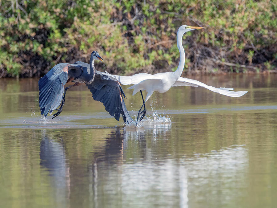 Great Blue Heron Chasing Great Egret 3570-100818-1cr Photograph by Tam Ryan