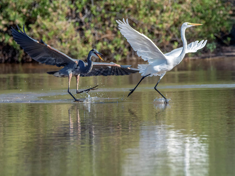 Great Blue Heron Chasing Great Egret 3571-100818-1cr Photograph by Tam Ryan