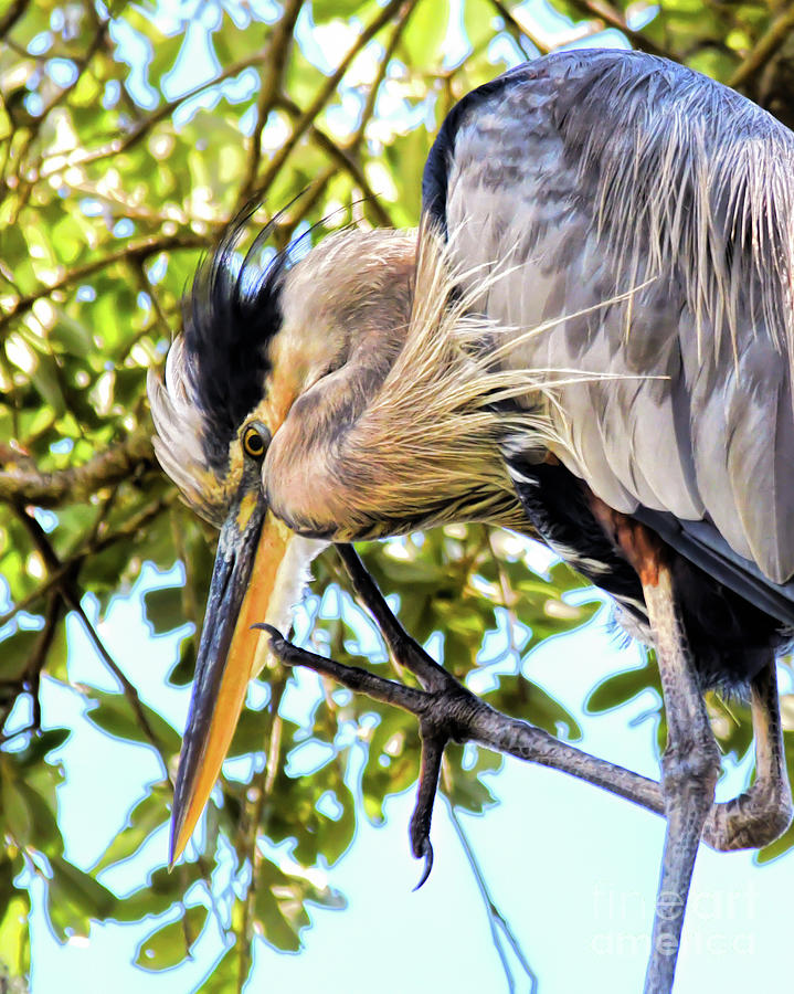 Great Blue Heron Close Up Photograph by Kerri Farley