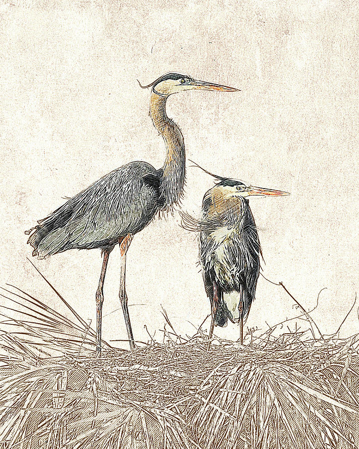 Great Blue Heron Couple - Photographic Drawing Photograph by Dawn Currie