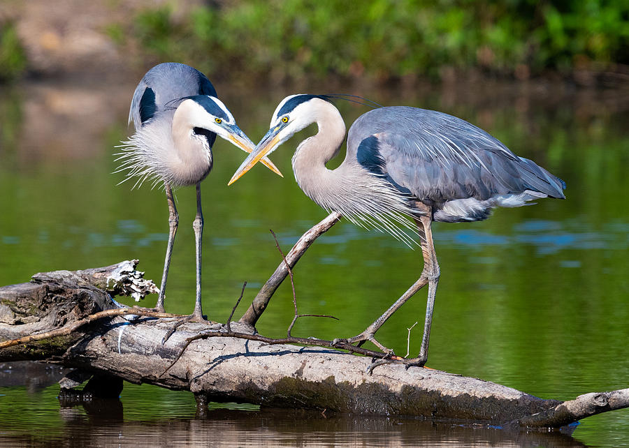 Great Blue Heron Courting #3 Photograph By Jay Whipple - Fine Art America