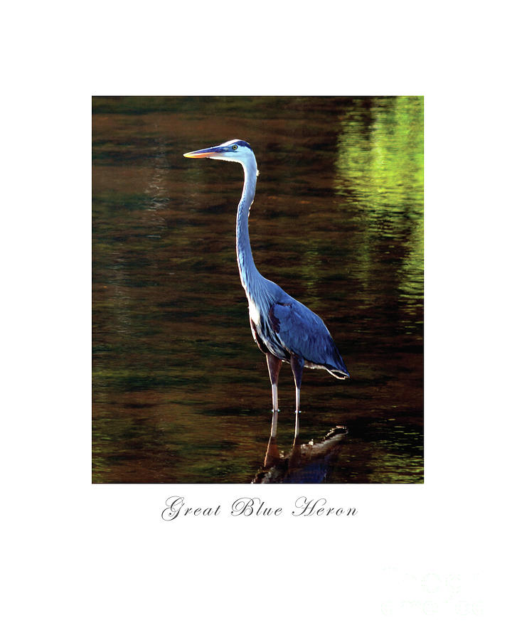 Great Blue Heron Digital Art by Dianne Morgado