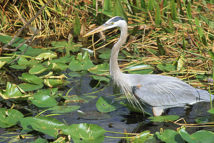 Great Blue Heron, Everglades Np, Fl Photograph by Mark Gibson