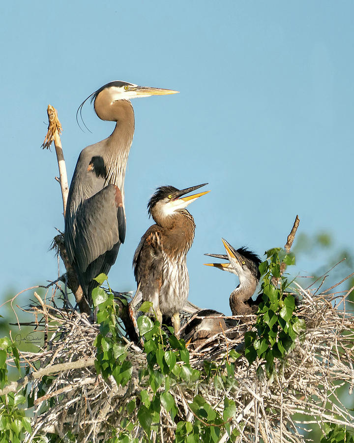 Great Blue Heron Family in the Nest Photograph by Judi Dressler