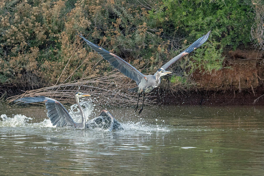 Great Blue Heron Fight 4782-121118-1cr Photograph by Tam Ryan
