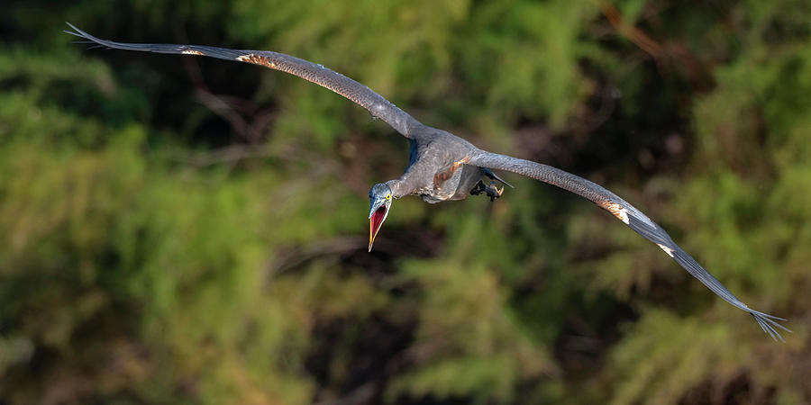 Great Blue Heron Flight. Photograph by Paul Martin
