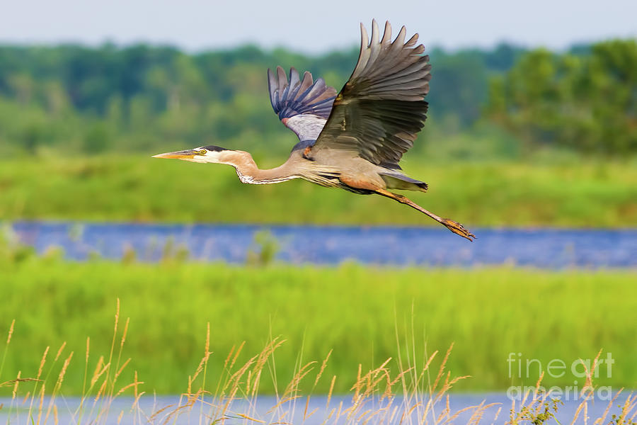 Great Blue Heron Flying In A Wetland Photograph