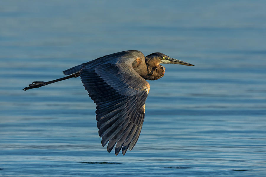 Great Blue Heron Flying Photograph by Rick Mosher