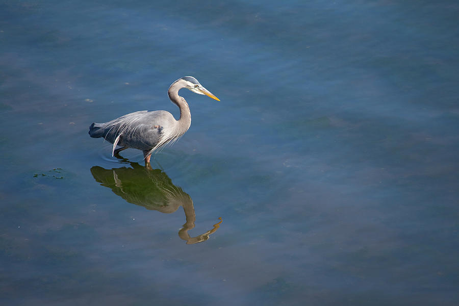Great Blue Heron Foraging In The Water Photograph by Geostock