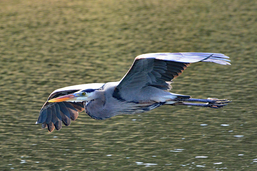 Great Blue Heron Gliding Photograph by Jerry Griffin