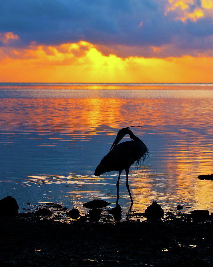Great Blue Heron grooming at sunrise Photograph by Edgar Estrada
