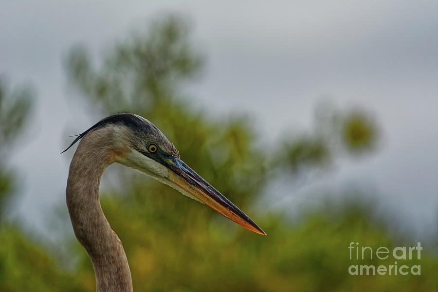 Great Blue Heron Head - 0992 by Marvin Reinhart Great Blue Heron Head - 0992 by Marvin Reinhart