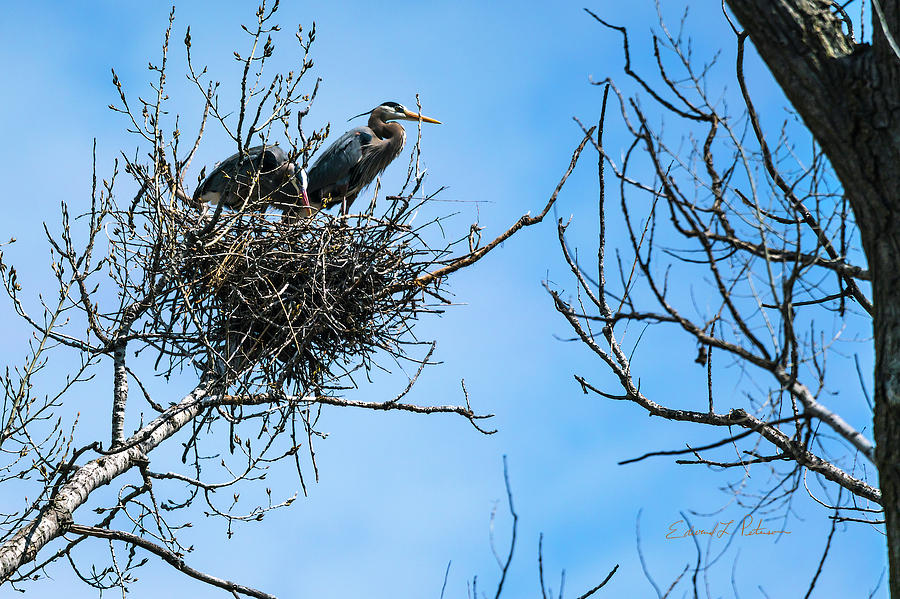 Great Blue Heron Home Photograph by Ed Peterson