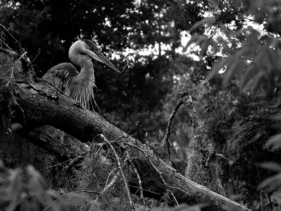 Great Blue Heron in a Tree 000 In Black And White  Photograph by Christopher Mercer