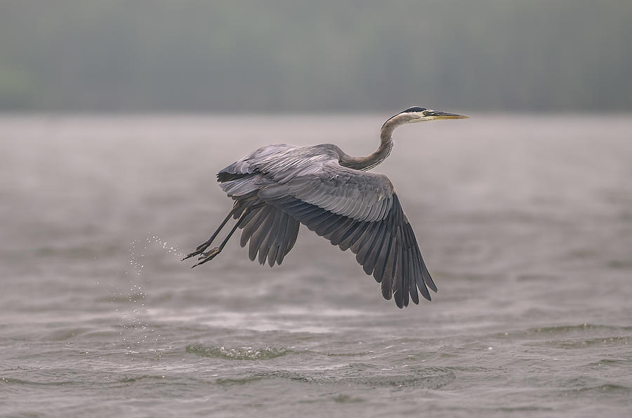 Great Blue Heron In Action Photograph by Larry Deng