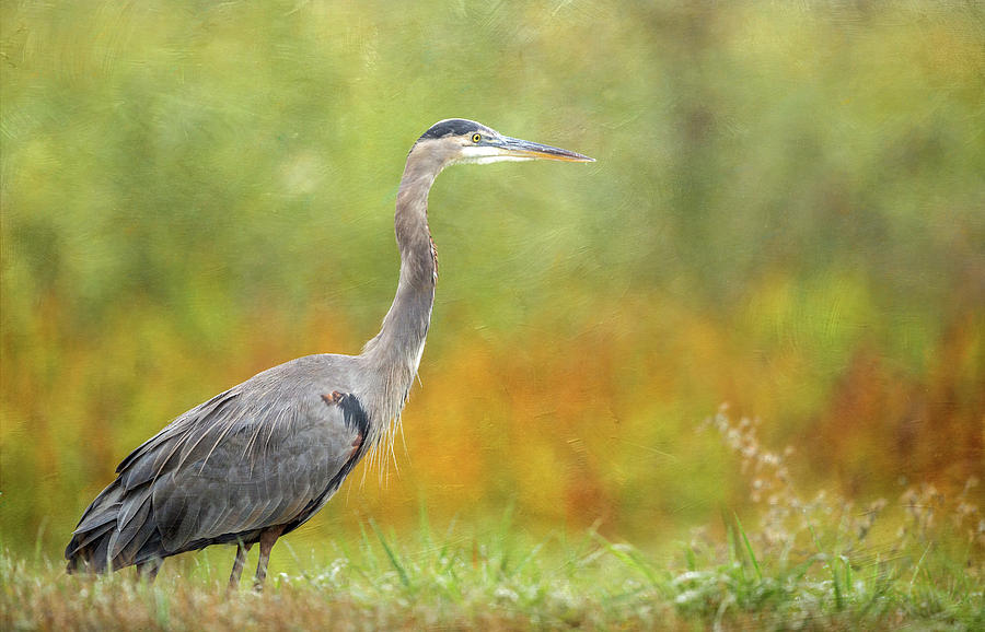 Great Blue Heron In Autumn Photograph by Angie Vogel
